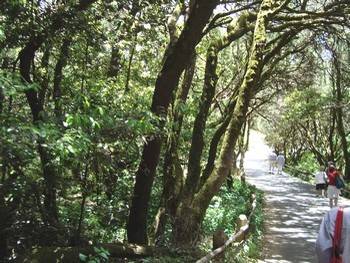 Parc National de Garajonay 