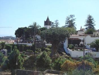 Le dragonnier millnaire 